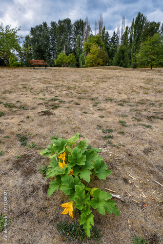 Fotografie, Obraz Volunteer squash plant growing in a park, middle of dead lawn with weeds, trees