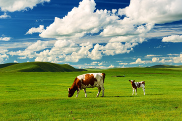 The cattle on the Hulunbuir summer grassland.