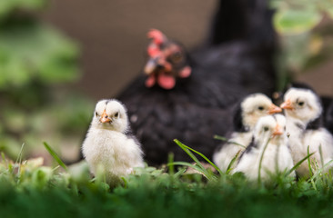 Wall Mural - Hen with baby chicken