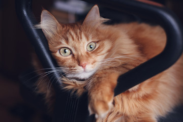 Wall Mural - Beautiful cute red fluffy cat lies in office chair, pets and furniture at home