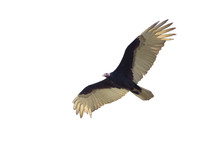 Flying Turkey Vulture Isolated On White