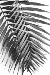 Wall Mural - Palm leave background. Back and white photography.