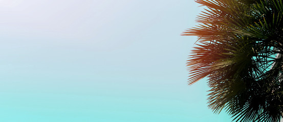 Fototapete - Website banner with copy space in blue color and palm tree in corner. Concept of Los Angeles and cheap travel agency, summer blog header.