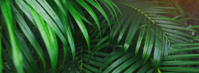 Fototapete - Website header and banner of tropical palm leaves an foliage. Concept of blog heading, tropical theme, summer blog header. flora and plants.