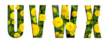 Alphabet U, V, W, X Made From Marigold Flower Font Isolated On White Background. Beautiful Character Concept.