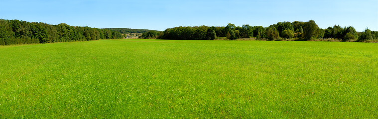 Wall Mural - Panorama of a large green meadow. Green grass on a meadow surrounded by forest. Panorama of nature on a large scale. Grass in a large meadow.
