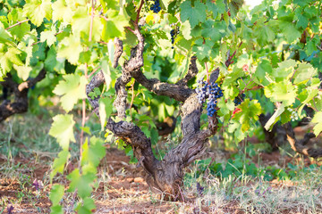 Wall Mural - Vine and vineyard, ripening of grapes, grape vine and a bunch of grapes, an Italian landscape with a vineyard