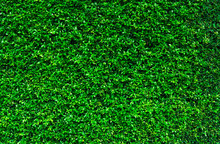 Natural Green Leaves Background. Nature Wallpaper. Eco Wall. Summer Background. Green Leaves Texture. Bush Or Shrub Trimming. Backdrop For Organic Cosmetic Product. Green Garden Hedge Pattern.