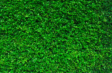 Wall Mural - natural green leaves background. nature wallpaper. eco wall. summer background. green leaves texture