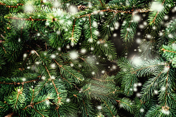 Wall Mural - christmas background with falling white snow and fir tree branches. merry christmas festive card. co