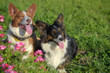 © Evdoha - two corgi with grass and flowers
