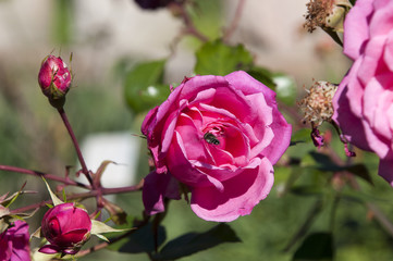 Wall Mural - Sydney Australia, Pink flowering rose bush with bee in flight