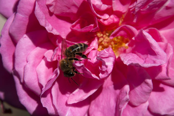 Wall Mural - Sydney Australia, close-up of a bee on pink rose petals