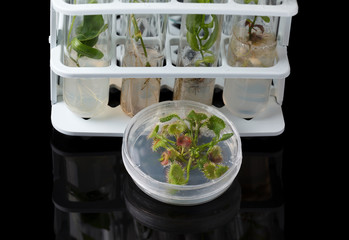 Plants cultivated in vitro