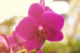 Fototapeta Storczyk - pink Phalaenopsis or Moth dendrobium Orchid flower in winter or spring day tropical garden Floral nature background.Selective focus.agriculture idea concept design with copy space add text.