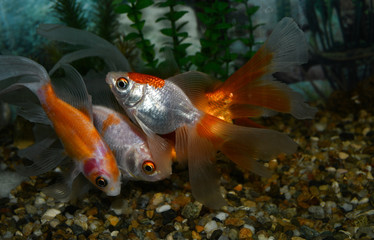 Wall Mural - Golden fish (carassius auratus)  swim in a tropical aquarium