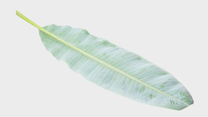 Wall Mural - banana leaf.Isolated on white background with clipping path.