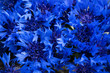 bouquet of cornflowers closeup. cornflower blue background. texture