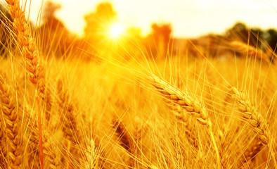 Poster - Wheat field on sun.