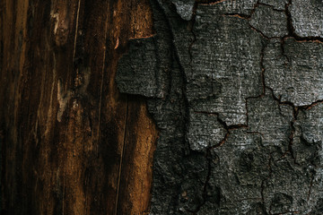 full frame shot fo cracked tree bark for background