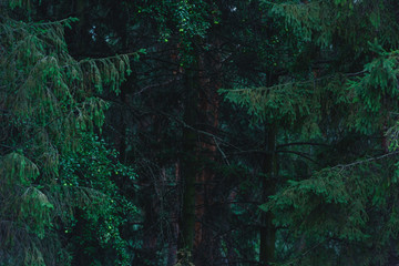 Wall Mural - full frame shot of dramatic pine forest