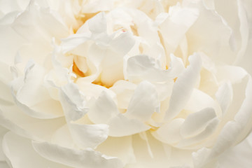 close up of white peony flower