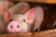 Close Up Of Cute Pink Pig In Wooden Farm With Black Eyes Looking In Camera