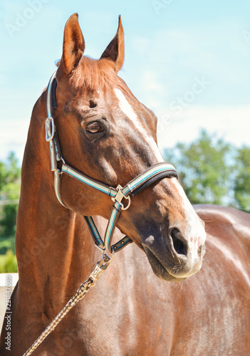 Portrait Of A Beautiful Horse Blue Sky And Green Trees As A Background Brown Horse Closeup Equestrian Sport Side View Head Shot Of A Thoroughbred Chestnut Stallion Buy This Stock Photo,Anime Girl Exercise Drawing