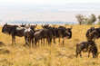 A herd of wild antelopes in the savannah. Masai Mara, Kenya