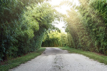 Quiet Peaceful Country Lane Lined With Trees And Bamboo Forming Tunnel