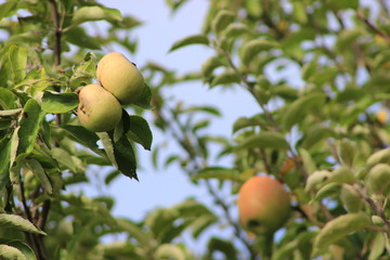 Wall Mural - apple tree