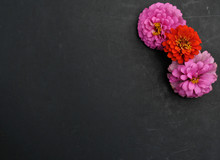 Pink And Orange Zinnia Flower Heads On Chalkboard Black Background With Room For Graphic Text Or Copy.