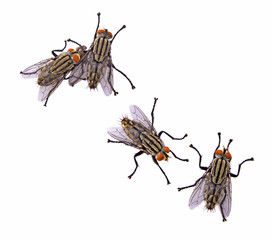 Wall Mural - flies isolated on white background