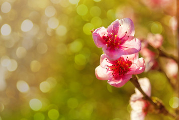  beautiful spring flowers pink cherry blossoms in sunny garden outdor, green background
