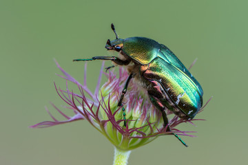 green rose chafer - Cetonia aurata