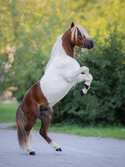 Poster - Full body portrait of skewbald Miniature Horse.