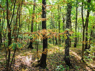 view of forest in sunny day in autumn