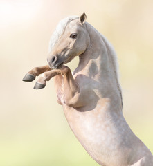 Canvas Print - Portrait closeup of palomino American Miniature Horse rearing.