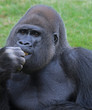 Portrait gorilla