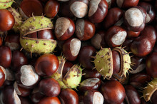Fruits Of Horse Chestnut On A Wooden Background. Horse Chestnut Tree.