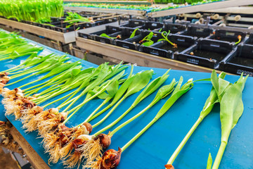 Wall Mural - Fresh tulips on a blue conveyor belt in a Dutch greenhouse