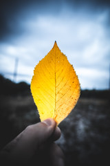 Wall Mural - Leaf