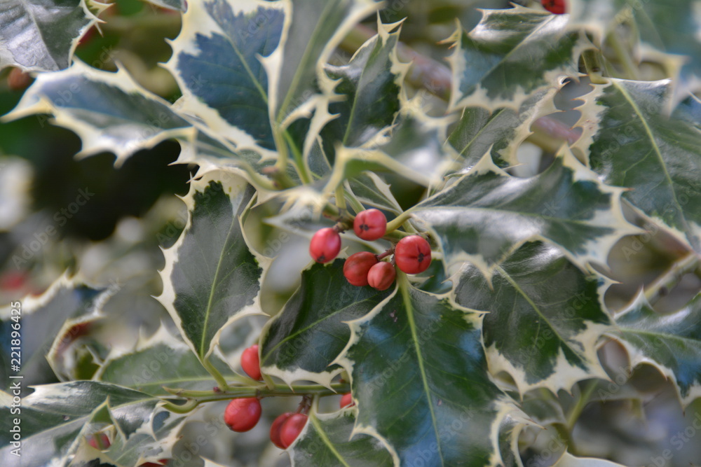 Stechpalme - Silver Queen, Winterbeere, Christdorn Stock Photo | Adobe Stock
