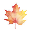 Hand painted water colour drawing of beautiful maple leaf. Yellow, orange, reddish, warm brown tones; one single object. Gradient graphic on white, cut out clip art element for design and decoration.