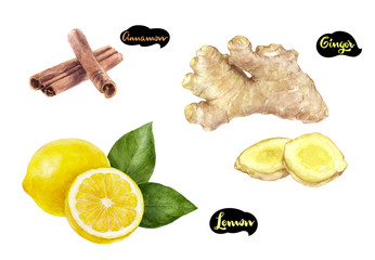 Wall Mural - Ginger lemon cinnamon watercolor hand drawn illustration set