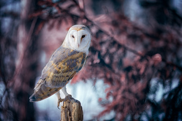 Fototapete - Barn Owl