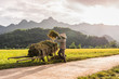 Woman working in the rice fields near Lac Village, Mai Chau valley, Vietnam. Beautiful fall afternoon during harvest time, wooden cart in the foreground.