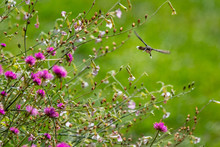 Hummingbird In Nature
