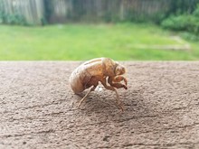 Brown Cicada Shedded Skin On Brown Wood Railing