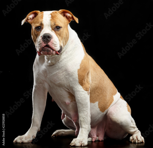 American Bulldog Dog Isolated On Black Background In Studio